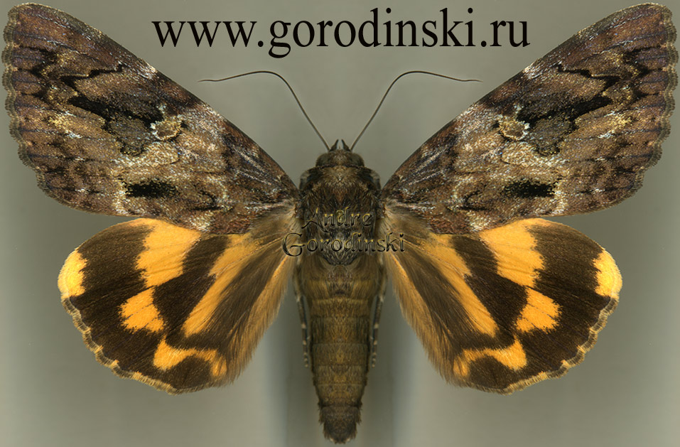 http://www.gorodinski.ru/catocala/Catocala butleri.jpg